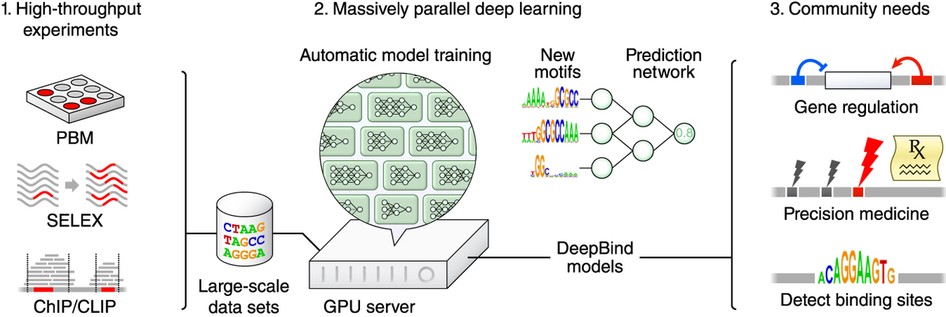 DeepBind: Convolutional Discovery of Biological Motifs - Research Breakthrough Illustration